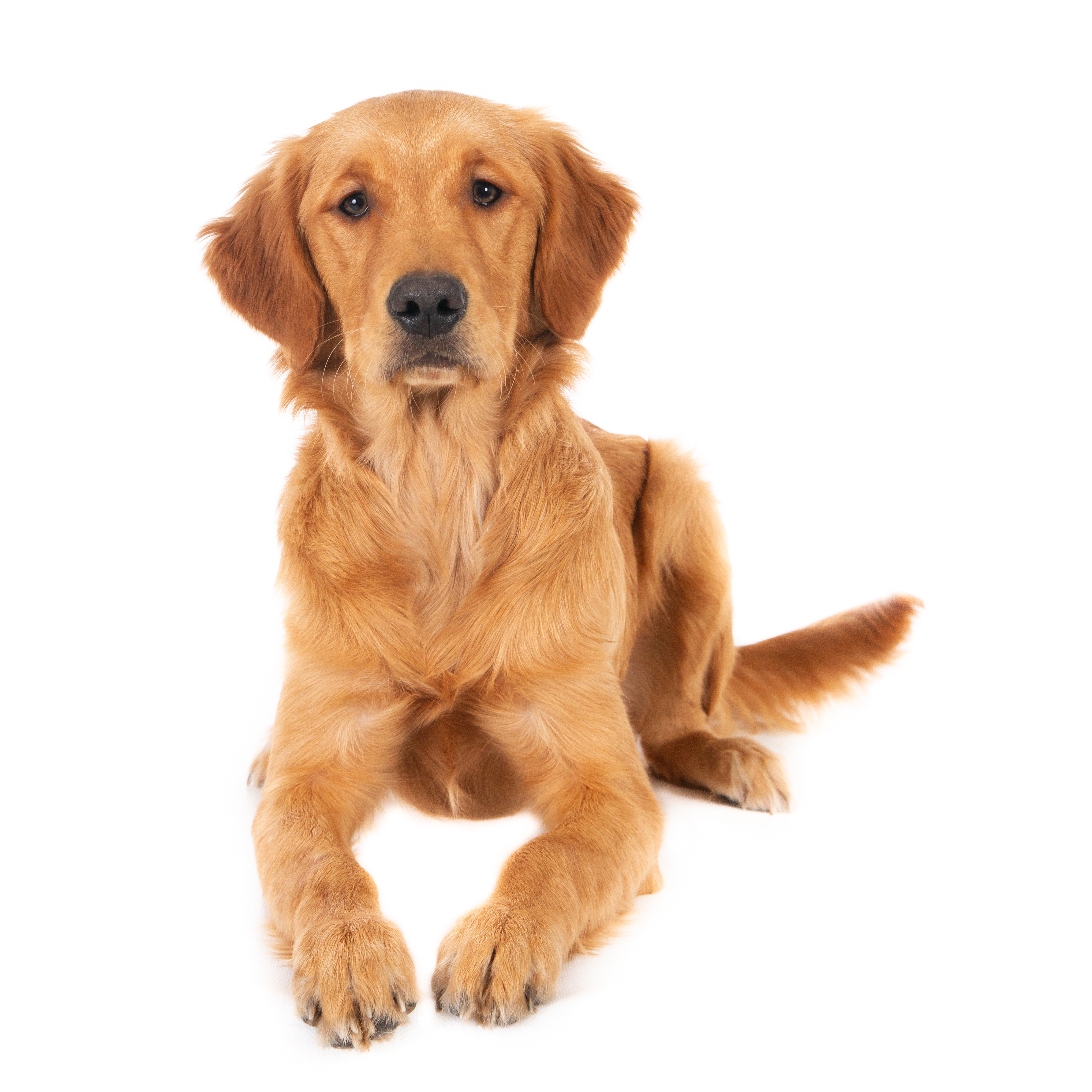 golden-retriever adulte