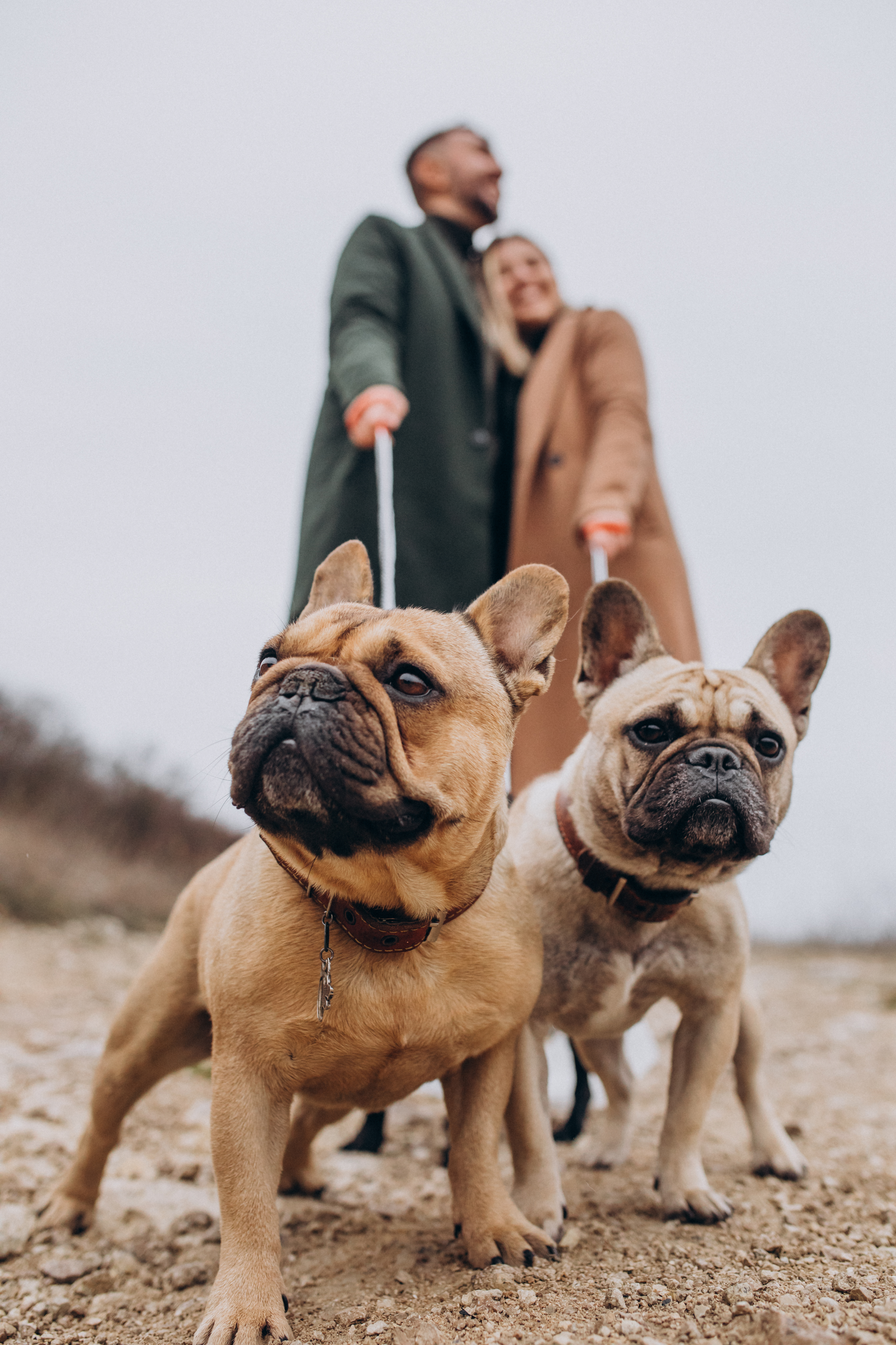 chien bullod adopté