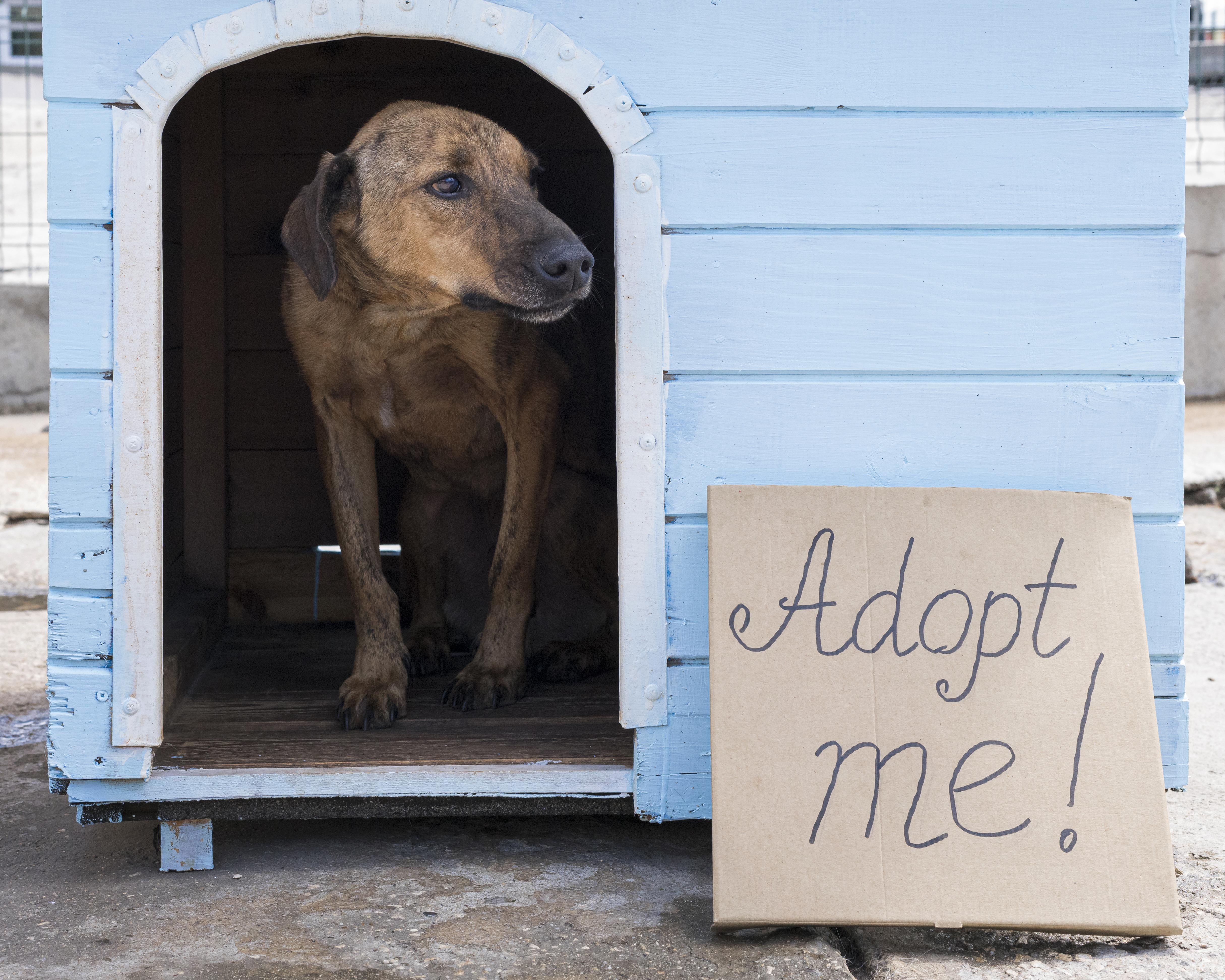 photo du refuge pour chien